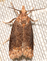 Eucosma ochroterminana