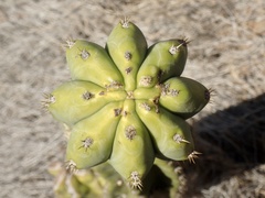 Trichocereus macrogonus