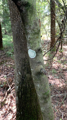 Cryptothecia striata