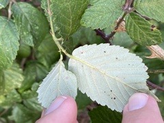 Rubus