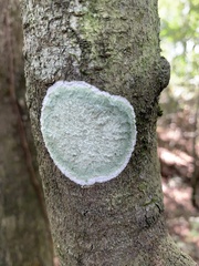 Cryptothecia striata