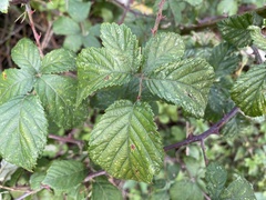 Rubus