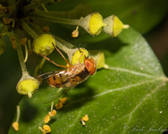 Copestylum sexmaculatum