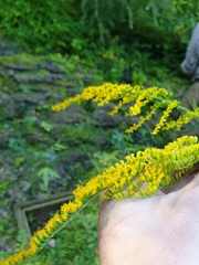 Solidago canadensis hargeri