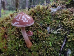 Cortinarius