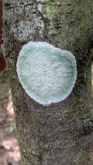 Cryptothecia striata