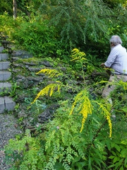 Solidago canadensis hargeri