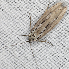 Ethmia discostrigella