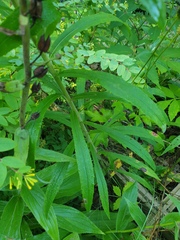 Solidago canadensis hargeri