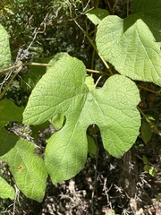 Vitis aestivalis