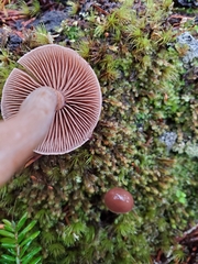 Cortinarius