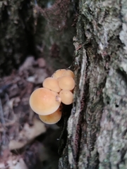 Flammulina velutipes