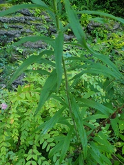 Solidago canadensis hargeri