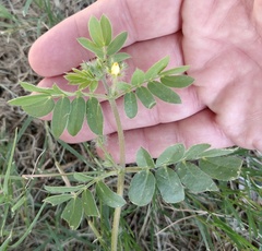 Kallstroemia parviflora