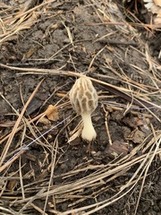Morchella