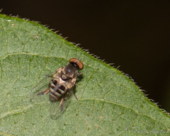 Lindneromyia