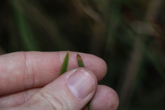 Lomandra multiflora