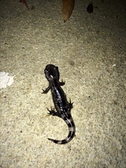 Ambystoma opacum