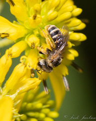 Halictus