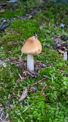 Amanita fulva