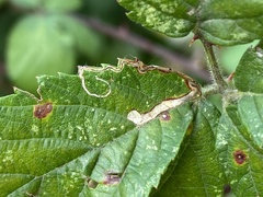 Stigmella aurella