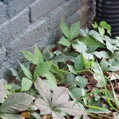 Amphion floridensis