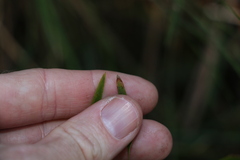Lomandra multiflora