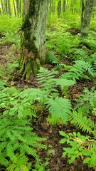 Dryopteris goldieana