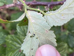 Stigmella aurella
