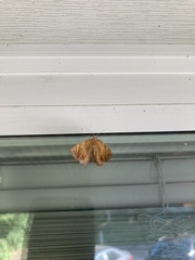 Eulithis diversilineata