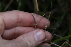 Lomandra multiflora