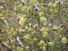 Scutellaria mexicana