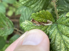Stigmella aurella