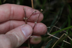 Lomandra multiflora