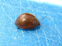 Dicranosterna semipunctata