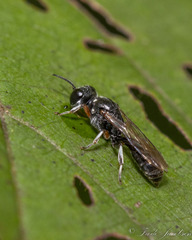 Crossocerus