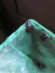 Nicrophorus pustulatus