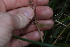 Lomandra multiflora