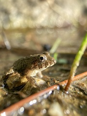 Fejervarya kawamurai