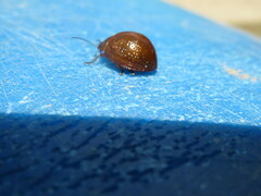 Dicranosterna semipunctata