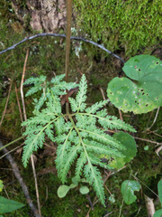 Sceptridium dissectum dissectum