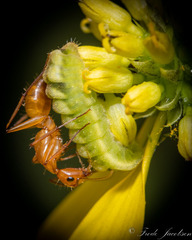 Celastrina
