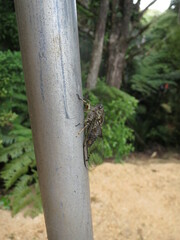 Amphipsalta cingulata