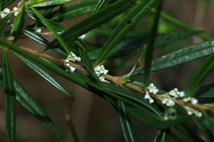 Logania albiflora