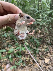 Didelphinae