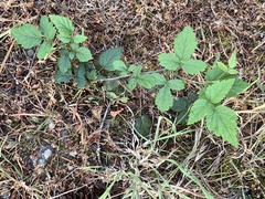 Rubus ursinus