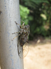 Amphipsalta cingulata