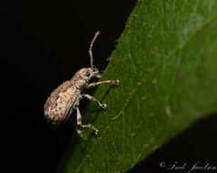 Pseudoedophrys hilleri