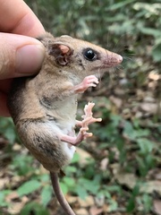 Didelphinae