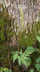 Sceptridium dissectum dissectum